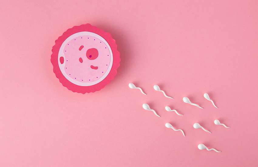 Guide to Understanding Conception