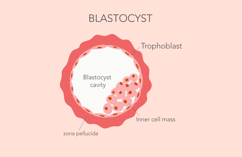 Blastocysts
